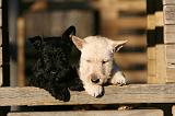 SCOTTISH TERRIER 183